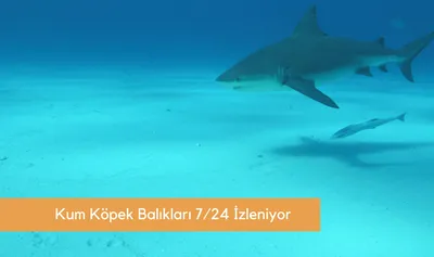 Kum Köpek Balıkları Su Altı ve Su Üstü Kameralarla 7/24 İzleniyor