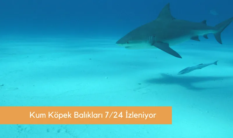 Kum Köpek Balıkları Su Altı ve Su Üstü Kameralarla 7/24 İzleniyor